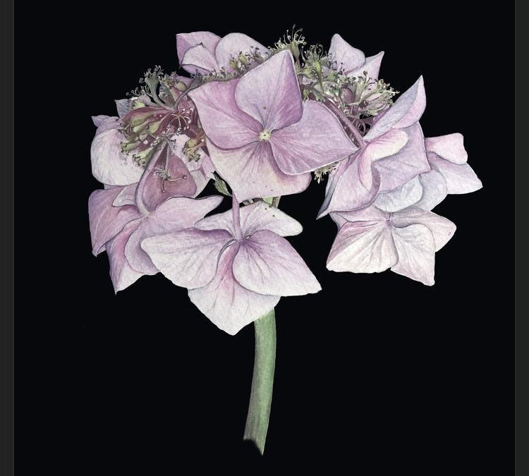 Cuadro Hortensia rosada