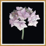 Cuadro Hortensia rosada
