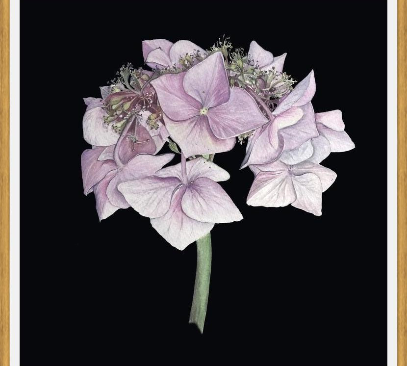 Cuadro Hortensia rosada