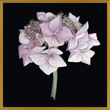Cuadro Hortensia rosada