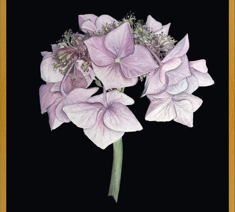 Cuadro Hortensia rosada