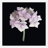 Cuadro Hortensia rosada
