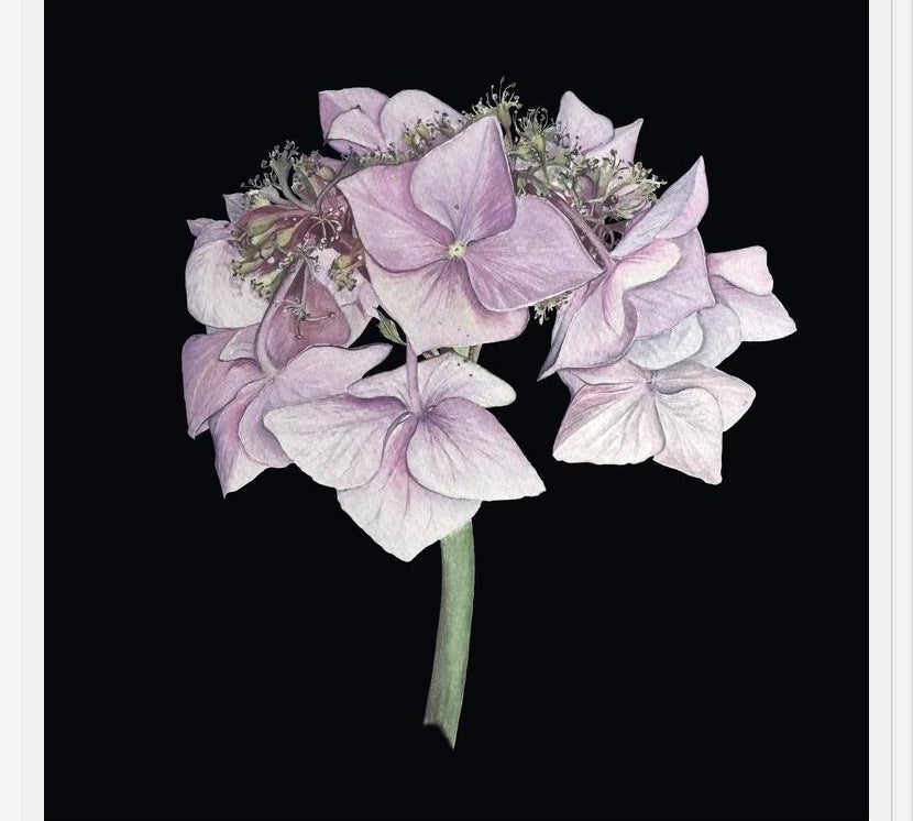 Cuadro Hortensia rosada