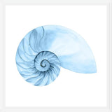 Cuadro Concha azul 4