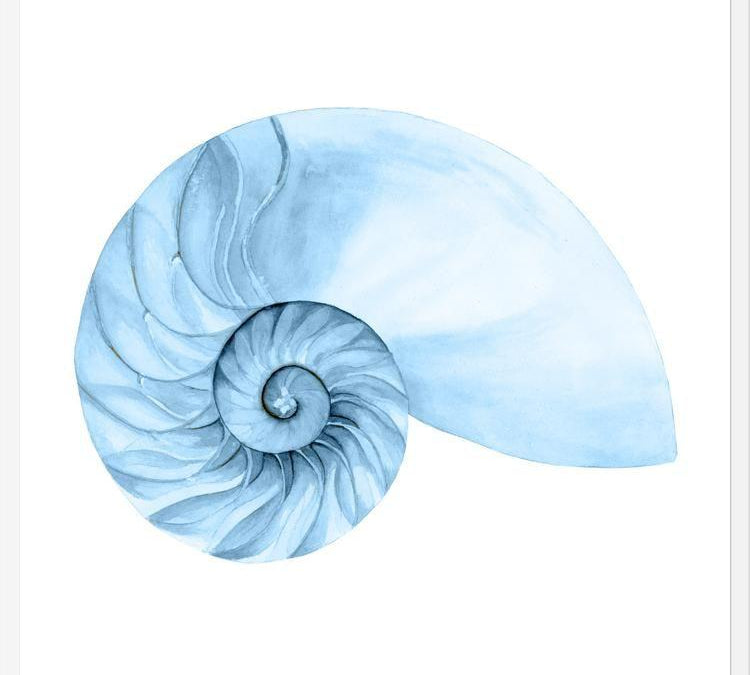 Cuadro Concha azul 4