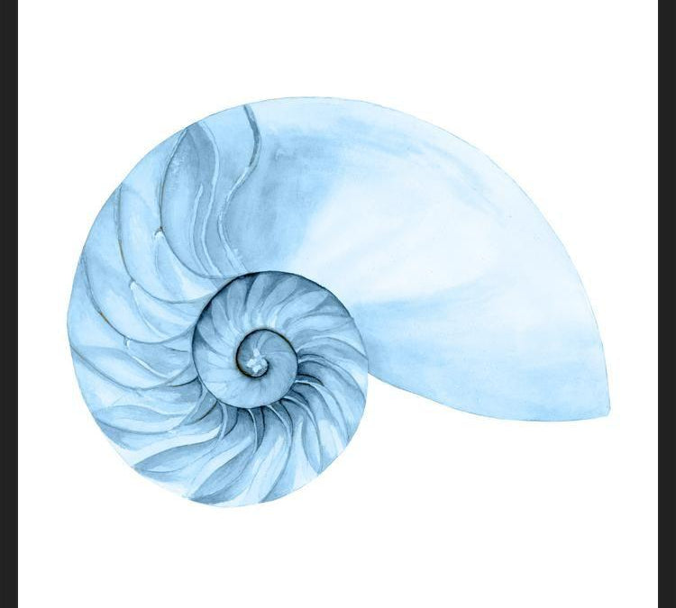 Cuadro Concha azul 4