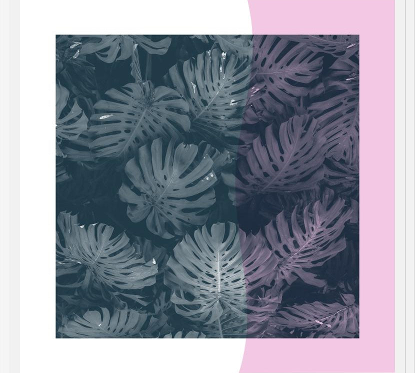 Cuadro Tropical Leaves Pink