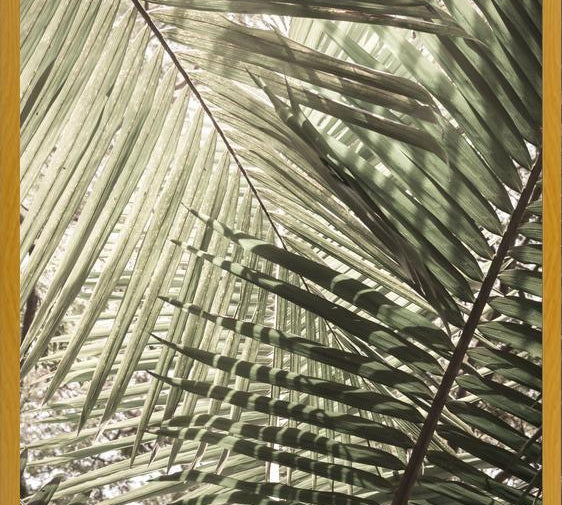 Cuadro Greenery II