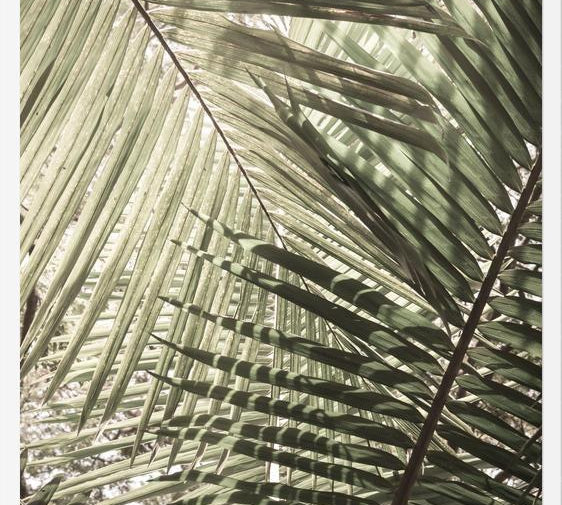 Cuadro Greenery II