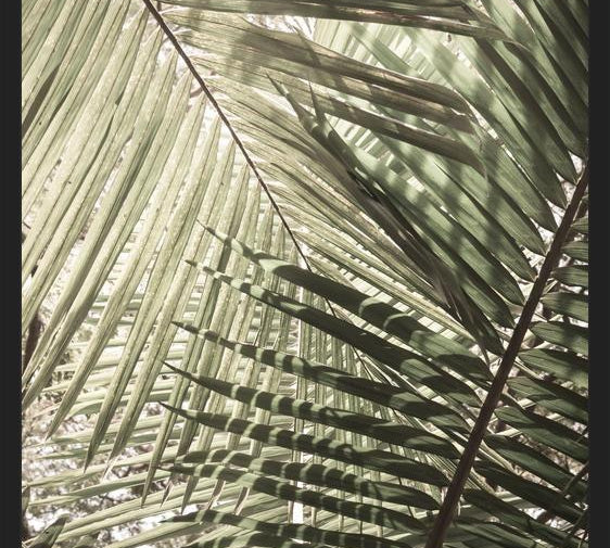 Cuadro Greenery II