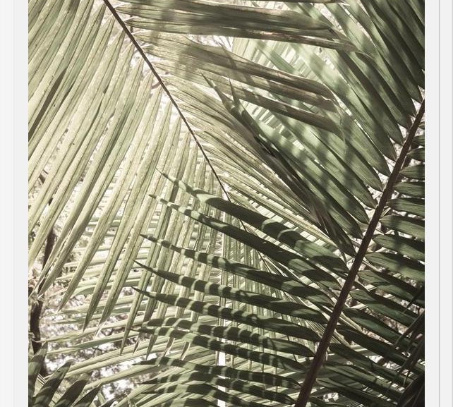 Cuadro Greenery II