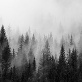 Canvas The Forest And The Fog