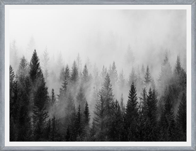 Cuadro The Forest And The Fog