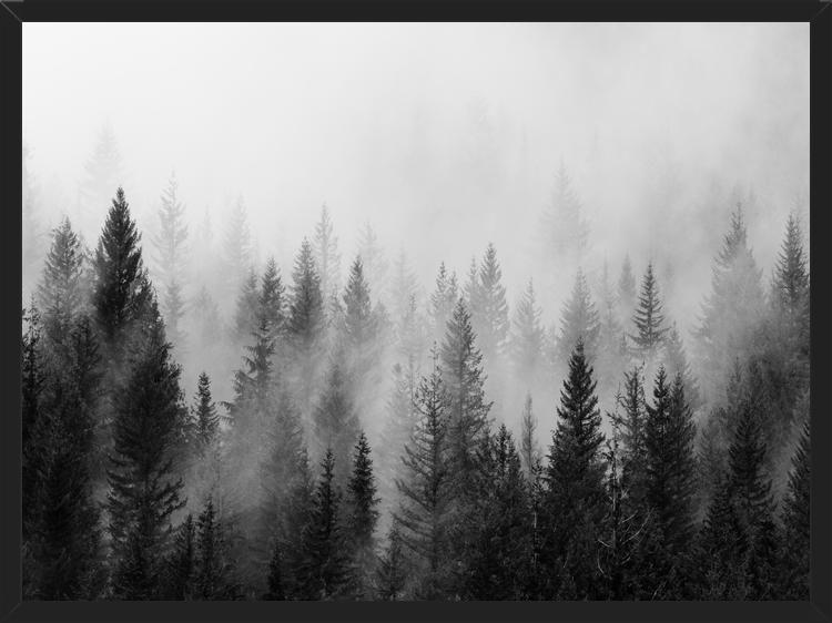 Cuadro The Forest And The Fog