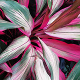Canvas exotic