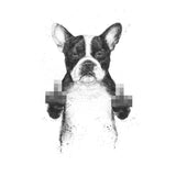 Canvas Censored dog