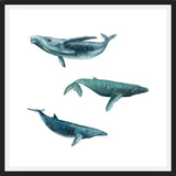 Cuadro Ballena Jorobada, Ballena Azul y Ballena Minke - fondo blanco
