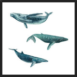 Cuadro Ballena Jorobada, Ballena Azul y Ballena Minke - fondo blanco