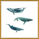 Cuadro Ballena Jorobada, Ballena Azul y Ballena Minke - fondo blanco