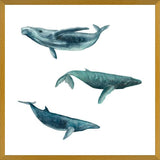 Cuadro Ballena Jorobada, Ballena Azul y Ballena Minke - fondo blanco