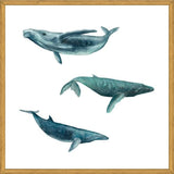 Cuadro Ballena Jorobada, Ballena Azul y Ballena Minke - fondo blanco
