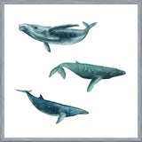 Cuadro Ballena Jorobada, Ballena Azul y Ballena Minke - fondo blanco