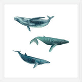 Cuadro Ballena Jorobada, Ballena Azul y Ballena Minke - fondo blanco