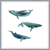Cuadro Ballena Jorobada, Ballena Azul y Ballena Minke - fondo blanco