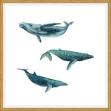 Cuadro Ballena Jorobada, Ballena Azul y Ballena Minke - fondo blanco