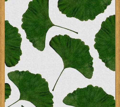 Cuadro Ginkgo Leaf II