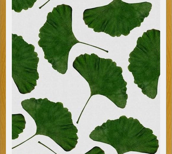 Cuadro Ginkgo Leaf II