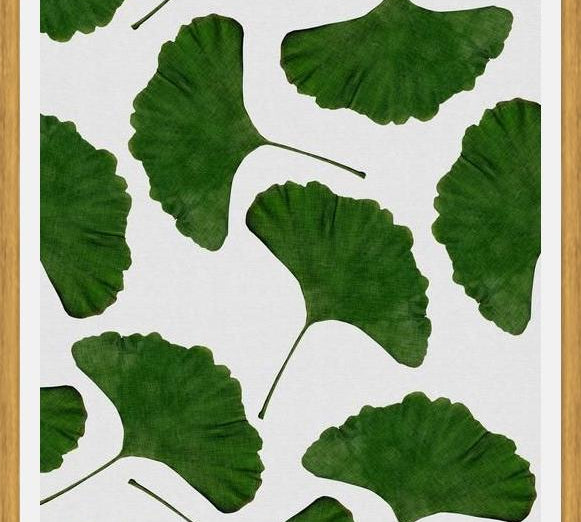 Cuadro Ginkgo Leaf II