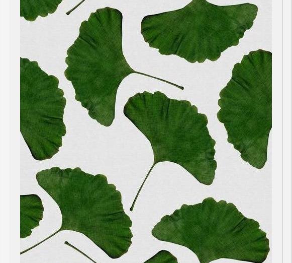 Cuadro Ginkgo Leaf II