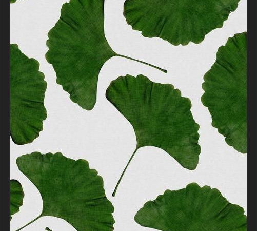 Cuadro Ginkgo Leaf II