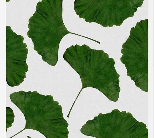Cuadro Ginkgo Leaf II