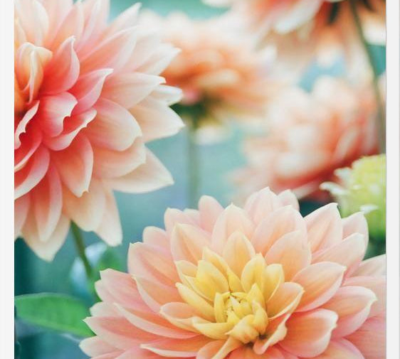 Cuadro Happy Flowers