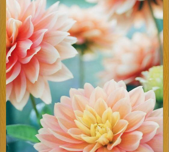 Cuadro Happy Flowers
