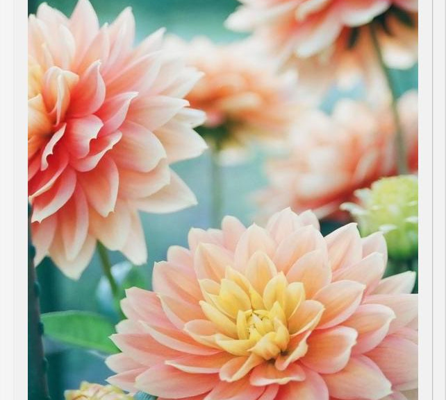 Cuadro Happy Flowers