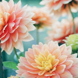 Canvas Happy Flowers