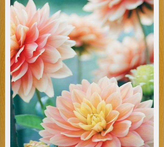 Cuadro Happy Flowers