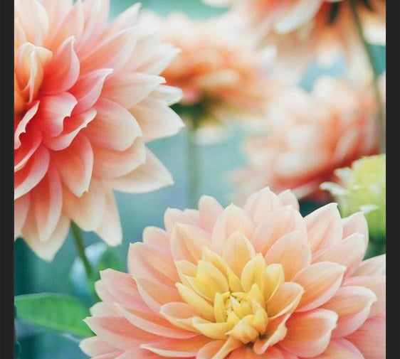 Cuadro Happy Flowers