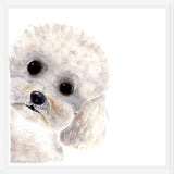 Cuadro Poodle Toy en acuarela