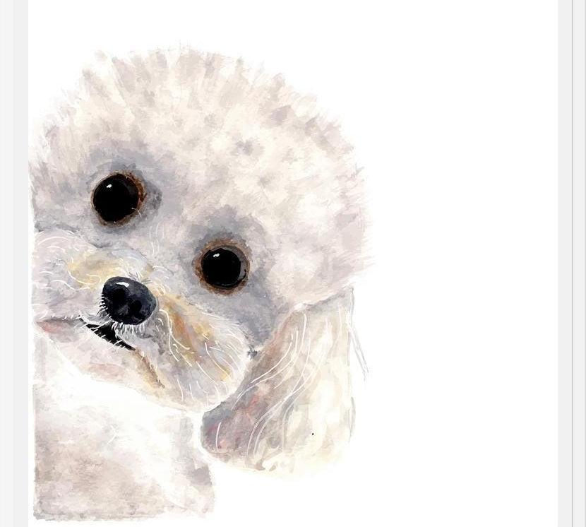 Cuadro Poodle Toy en acuarela