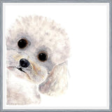 Cuadro Poodle Toy en acuarela