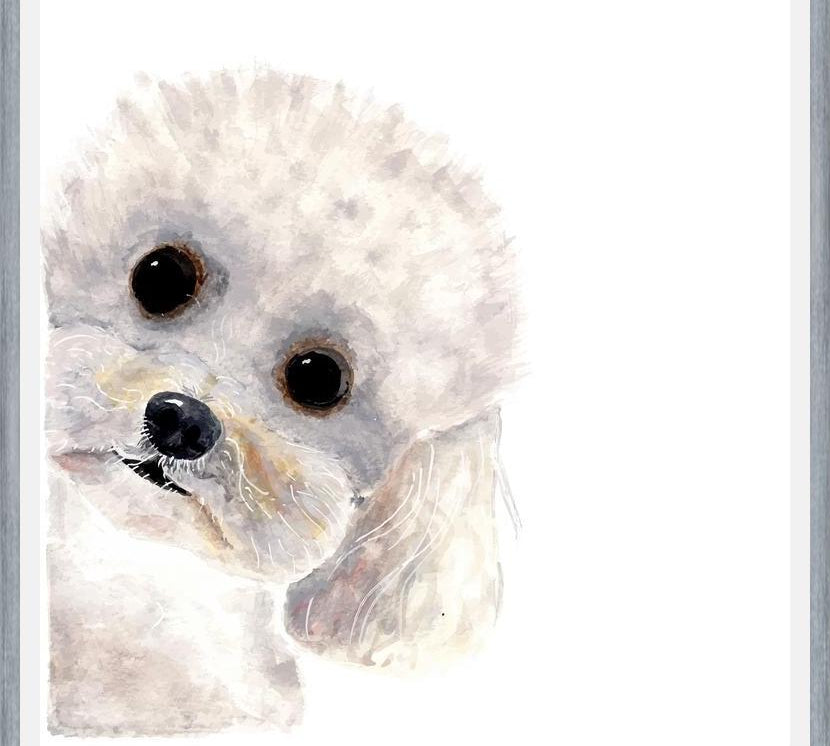 Cuadro Poodle Toy en acuarela