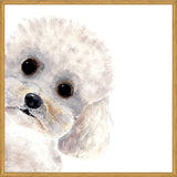 Cuadro Poodle Toy en acuarela