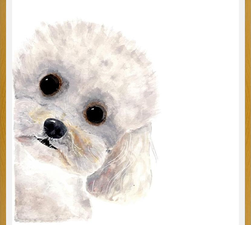 Cuadro Poodle Toy en acuarela