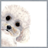 Cuadro Poodle Toy en acuarela