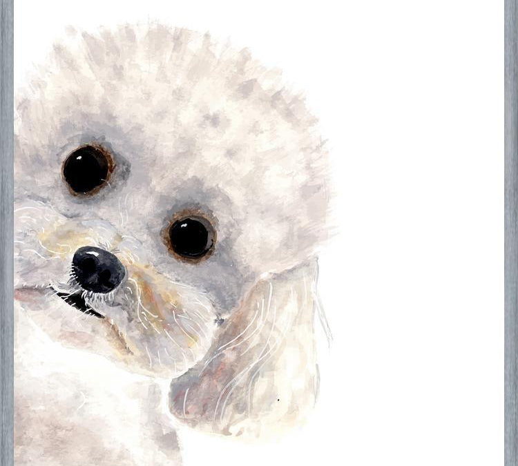 Cuadro Poodle Toy en acuarela