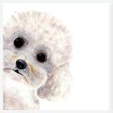 Cuadro Poodle Toy en acuarela